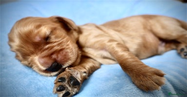 Cocker Spaniel dogs - Advert 12