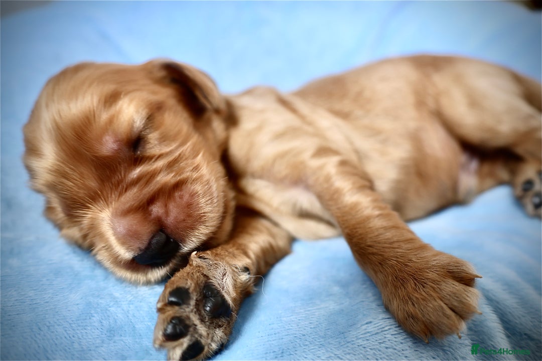 Cocker Spaniel dogs for sale: Beautiful family SHOW cocker spaniels - Image 6