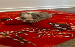 English Bulldog dogs for sale: 🐶✨ English Bulldog Puppies Available! ✨🐶 - Advert 2