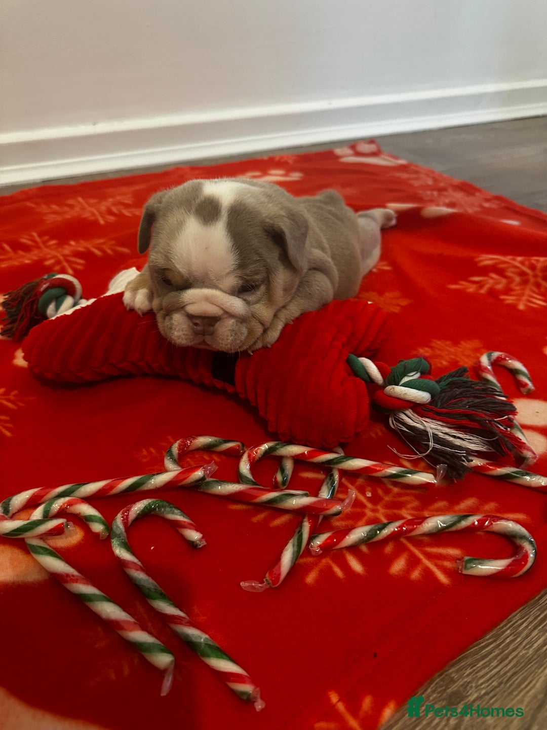 English Bulldog dogs for sale: 🐶✨ English Bulldog Puppies Available! ✨🐶 - Advert 2