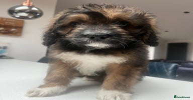 Mixed Breed dogs - Advert 2