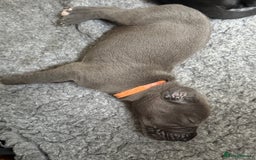Great Dane dogs for sale: 7 chunky Great Dane puppies  - Image 7