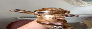 Cockapoo Puppy 1