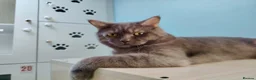 Mixed Breed cats for adoption: Kumo - An Adorable Affectionate Boy - Advert 3
