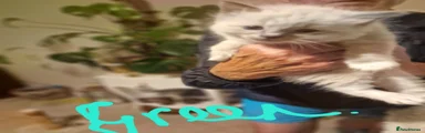 Ragdoll Kitten 2