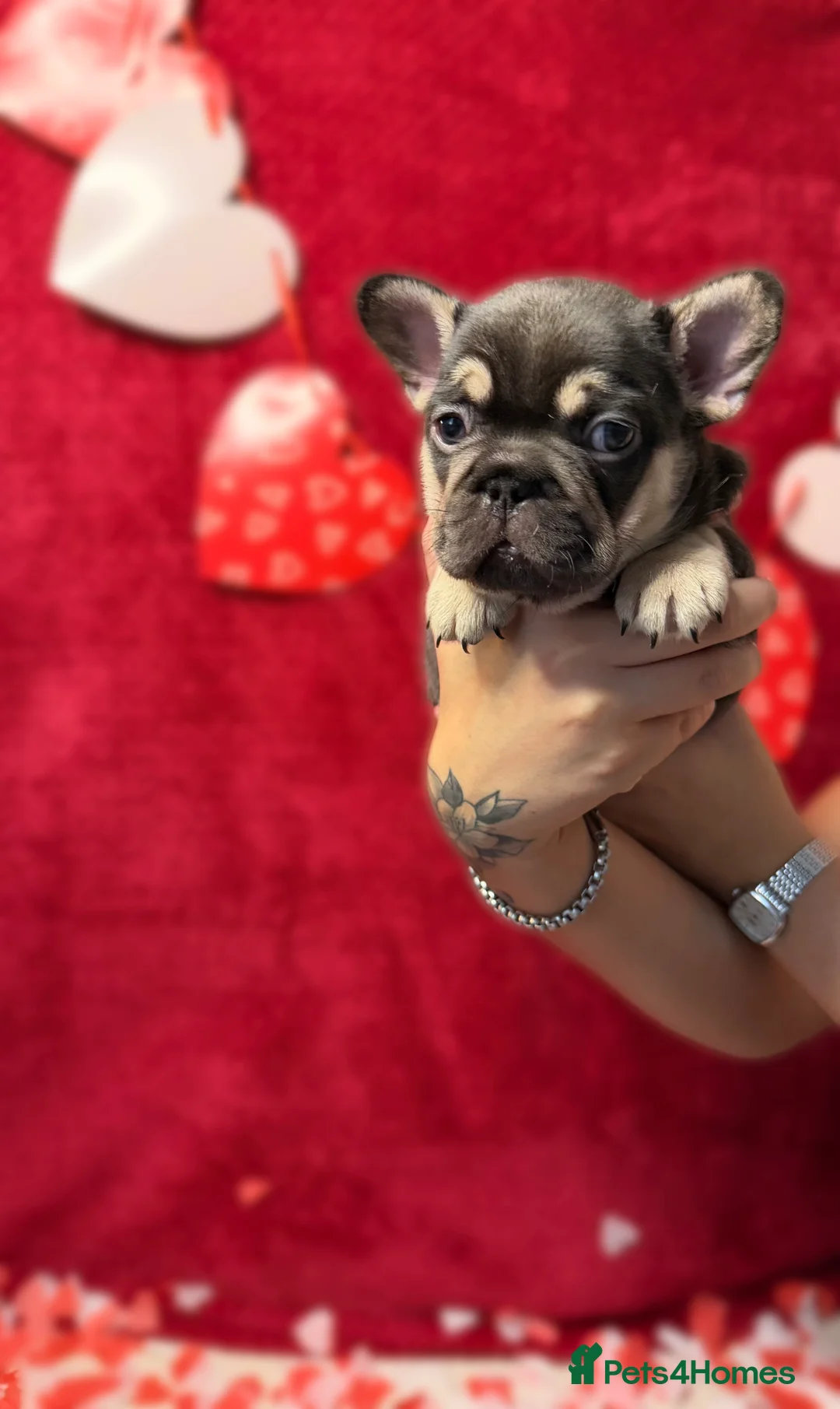 French Bulldog dogs for sale: Stunning KC registered Frenchies😍 4 male 1 female - Advert 11
