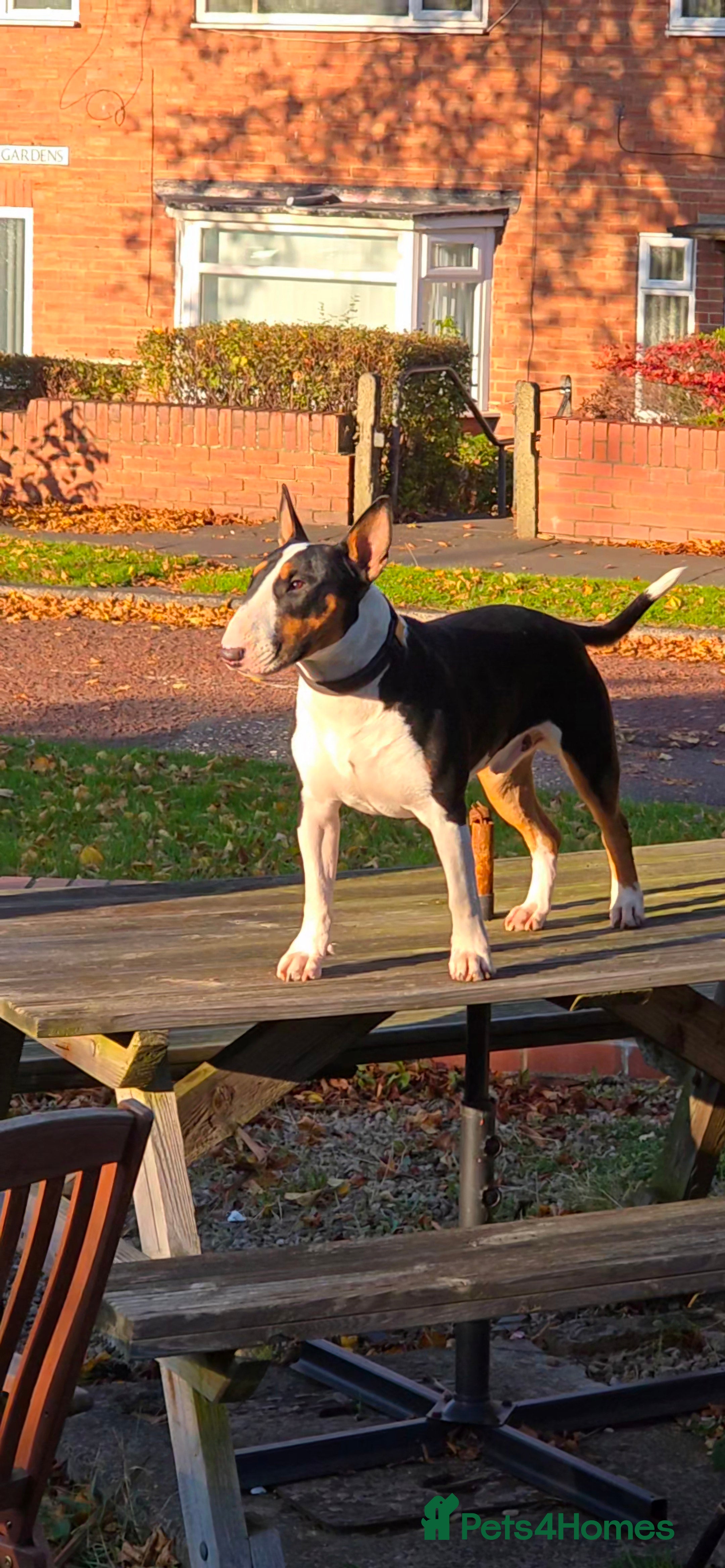 Bull Terrier dogs Cruz  - Advert 14