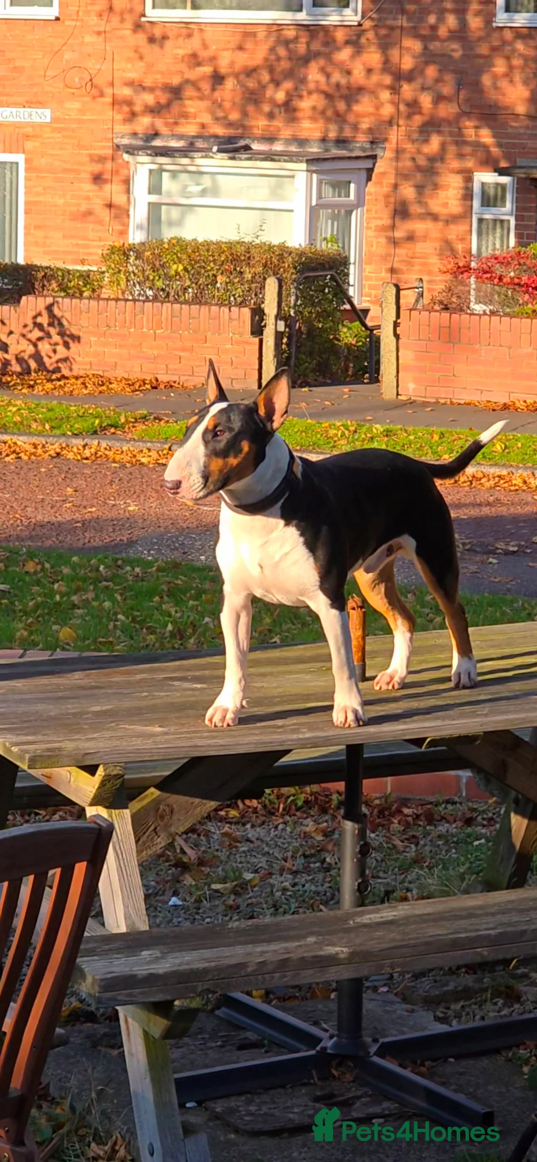 Bull Terrier dogs for stud: Cruz  - Advert 1