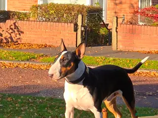 Bull Terrier dogs Cruz - Advert 2