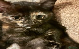 Mixed Breed cats for sale: One of two female kittens - Image 3