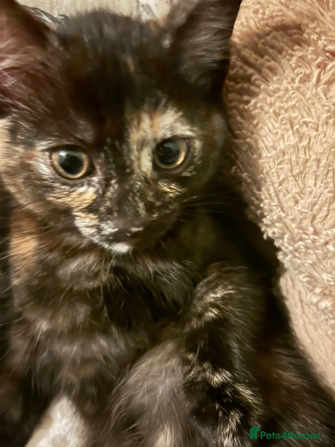 Mixed Breed cats for sale: One of two female kittens - Image 3