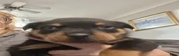 Rottweiler dogs for sale: Chunky big pups - Advert 6