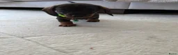 Miniature Dachshund dogs for sale: RKC Registered Miniature Wire - Haired Puppies  - Advert 18
