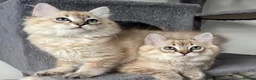 Ragdoll cats for sale: Exceptional Seal Tabby Mink Cherubim Boys - Advert 3