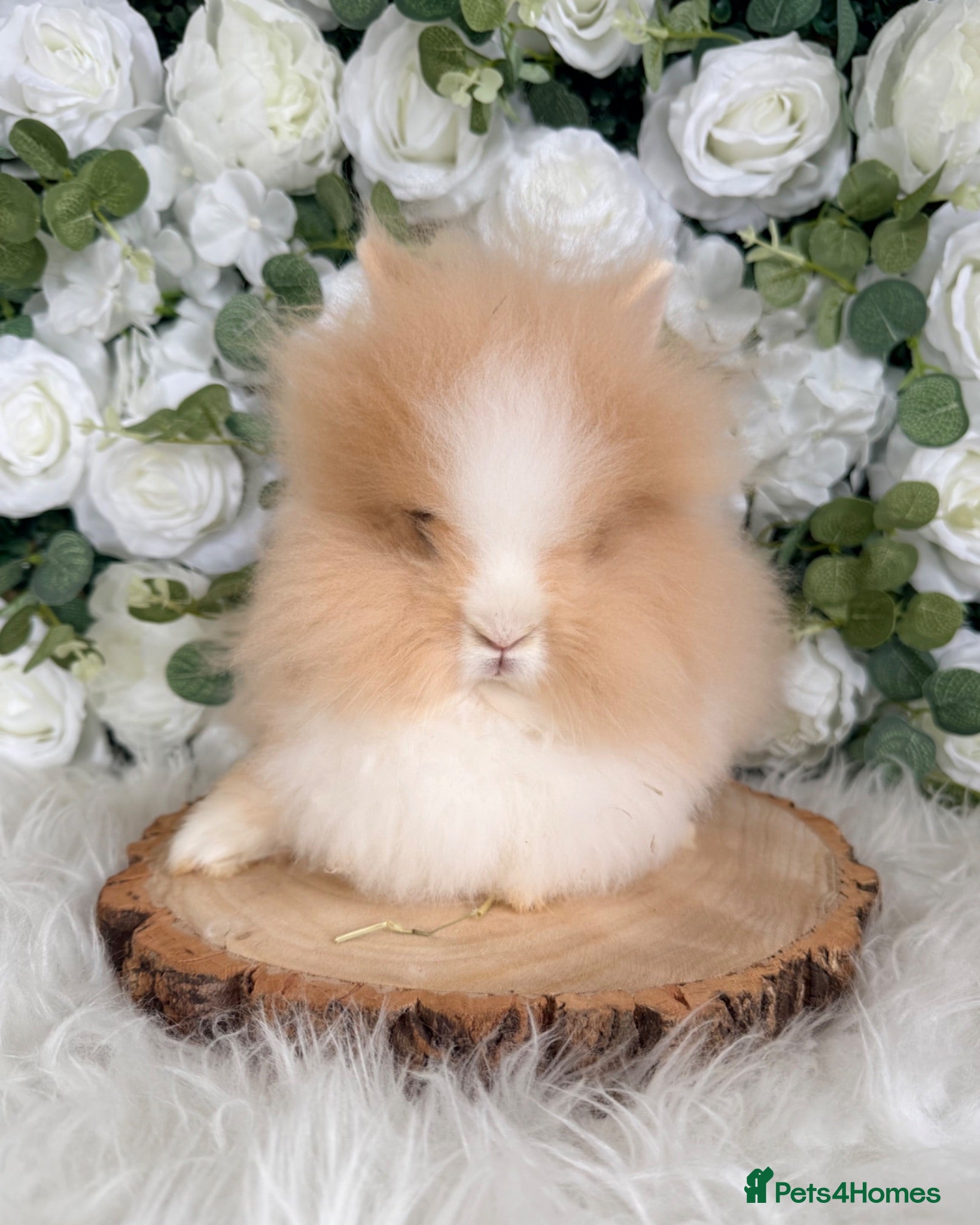 Lionhead rabbits 🤍 Double Mane Lionheads Ready Now 🤍 xxx - Advert 12
