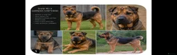 Mixed Breed dogs for sale: Shepard Peis - Advert 4