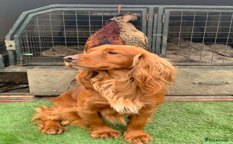 Cocker Spaniel dogs in Rowlands Gill - Advert 5