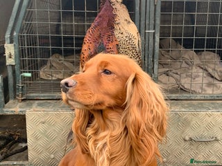 Cocker Spaniel dogs Working cocker spaniel for stud in Rowlands Gill - Advert 17