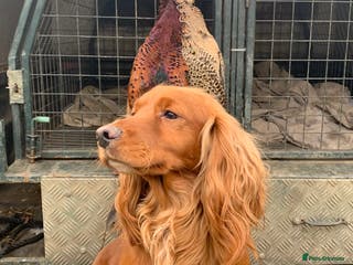 Cocker Spaniel dogs Working cocker spaniel for stud in Rowlands Gill - Advert 5