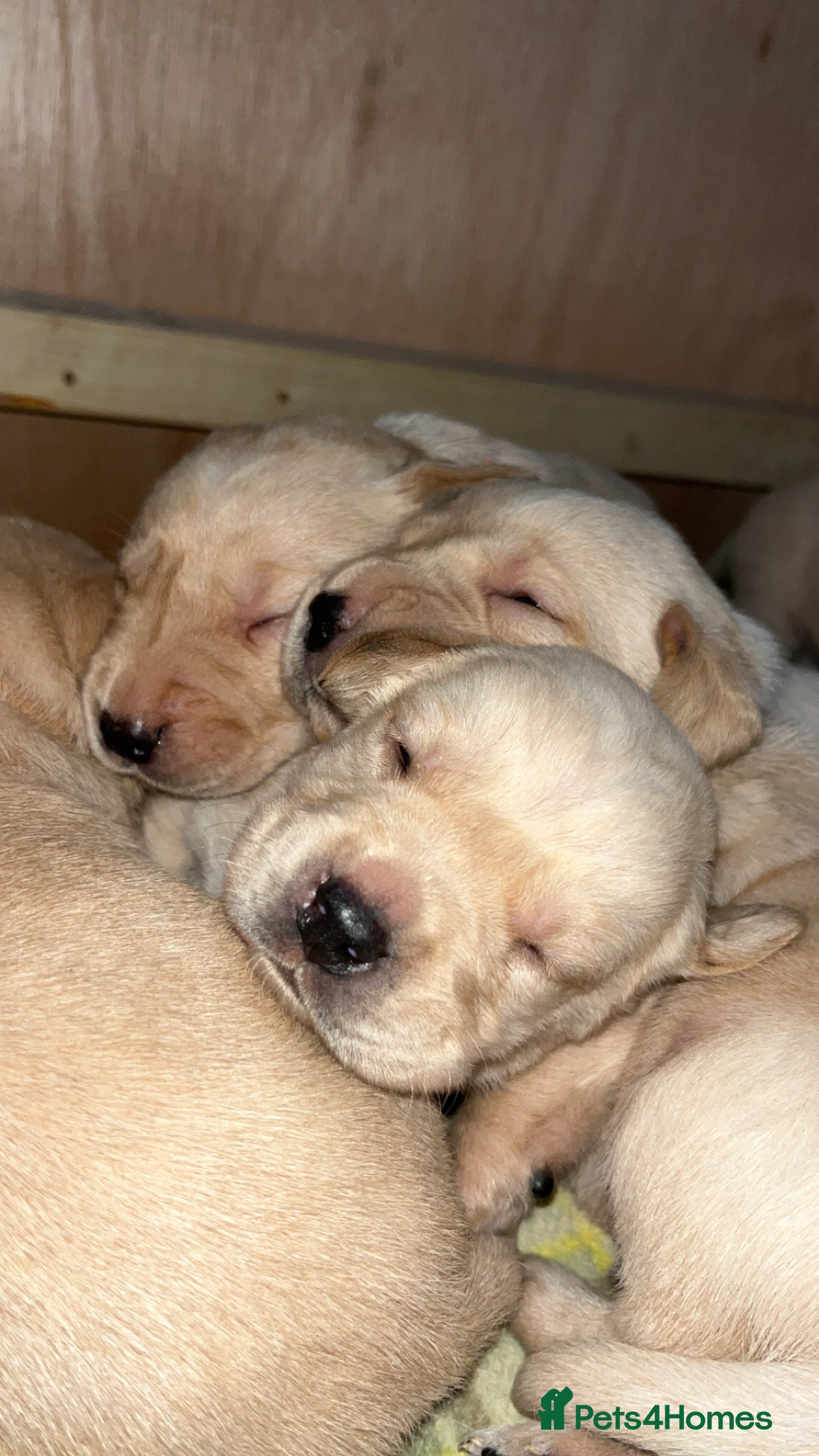 Labrador Retriever dogs Puppies for sale  - Advert 2
