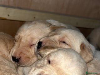 Labrador Retriever dogs Puppies for sale - Advert 6
