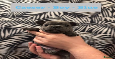 French Bulldog dogs - Advert 16