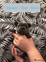 French Bulldog dogs - Advert 13