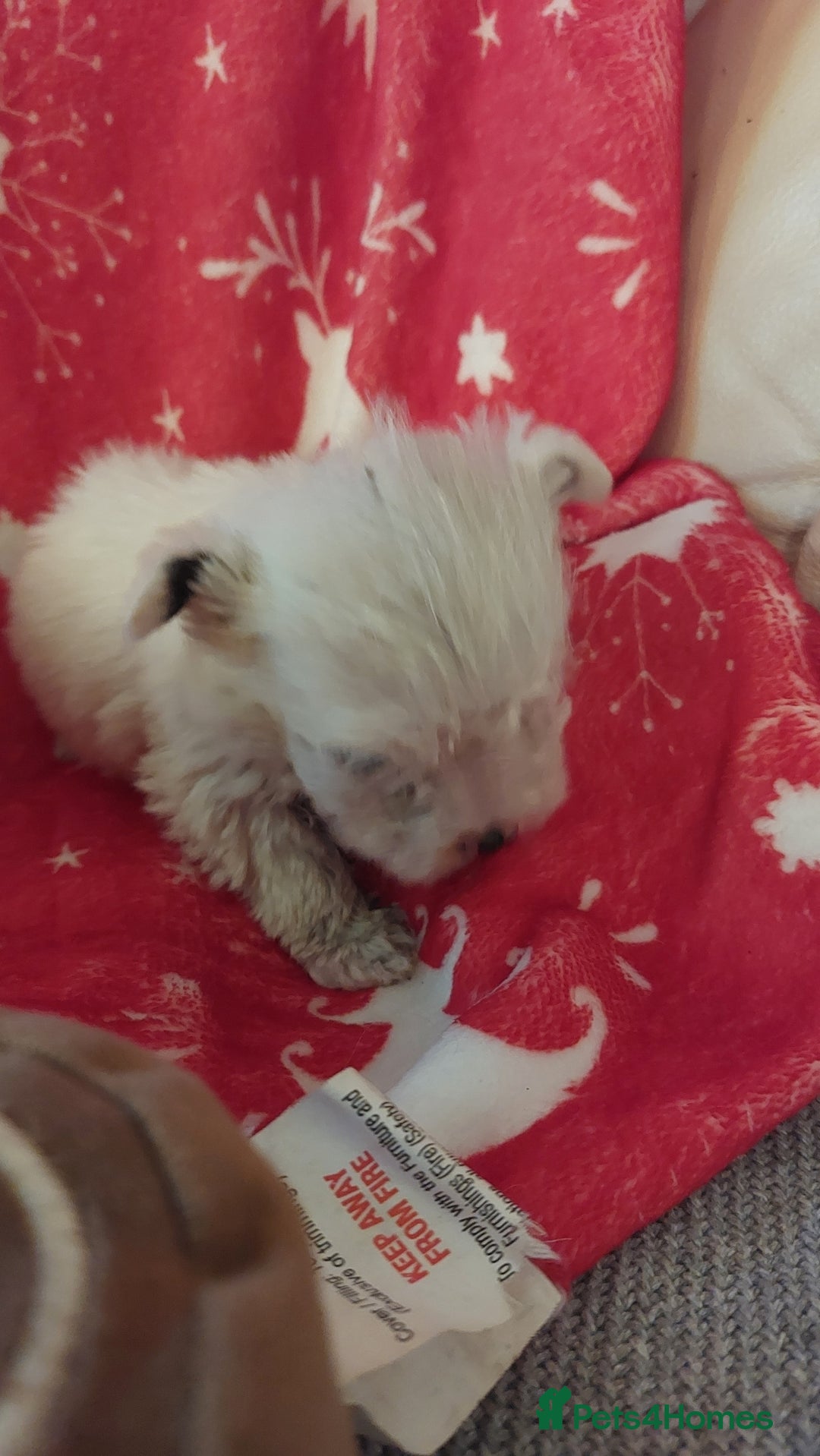 Mixed Breed dogs for sale: Shihtzu jack russel - Advert 4