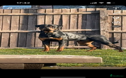 Rottweiler dogs for stud: Rottweiler stud avaliable  - Image 1