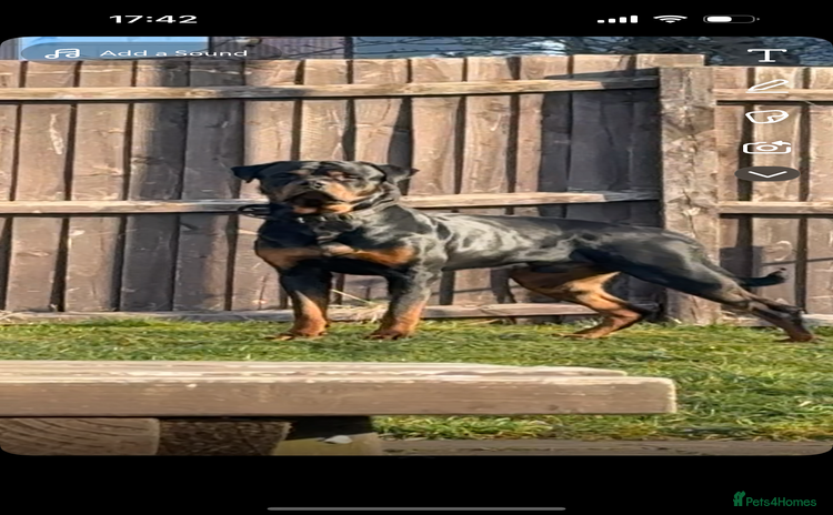 Rottweiler dogs - Advert 1