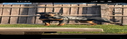 Rottweiler dogs for stud: Rottweiler stud avaliable  - Advert 1