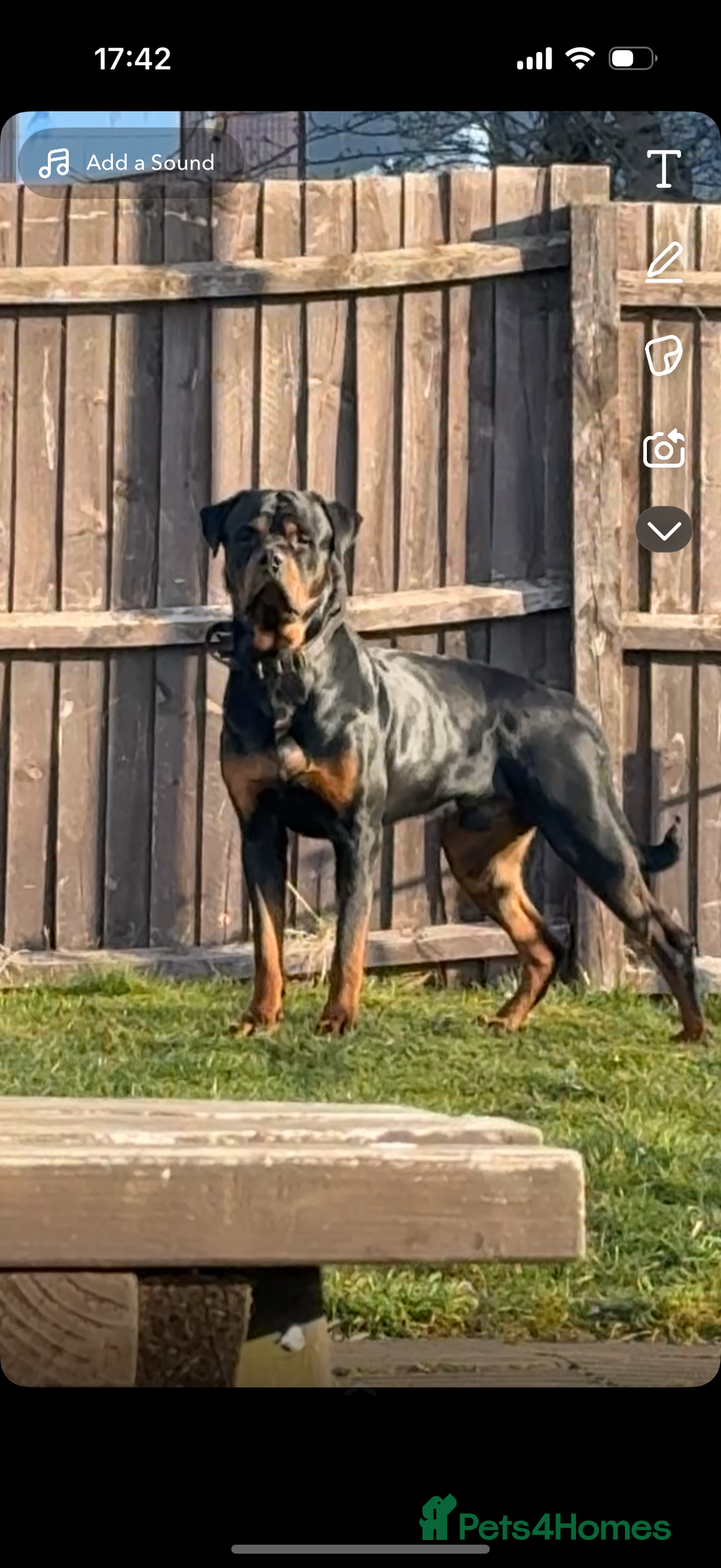 Rottweiler dogs for stud: Rottweiler stud avaliable  - Image 1