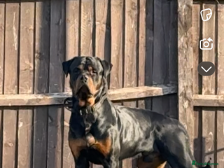 Rottweiler dogs - Advert 2