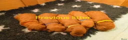 Cockapoo dogs for sale: Red cockapoo puppies expected - Advert 4