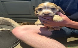 Cocker Spaniel dogs for sale: Wonderful show type cocker spaniels - Image 17