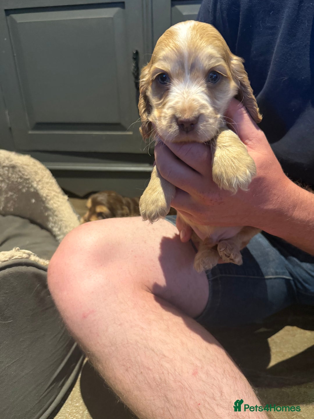 Cocker Spaniel dogs for sale: Wonderful show type cocker spaniels - Image 17