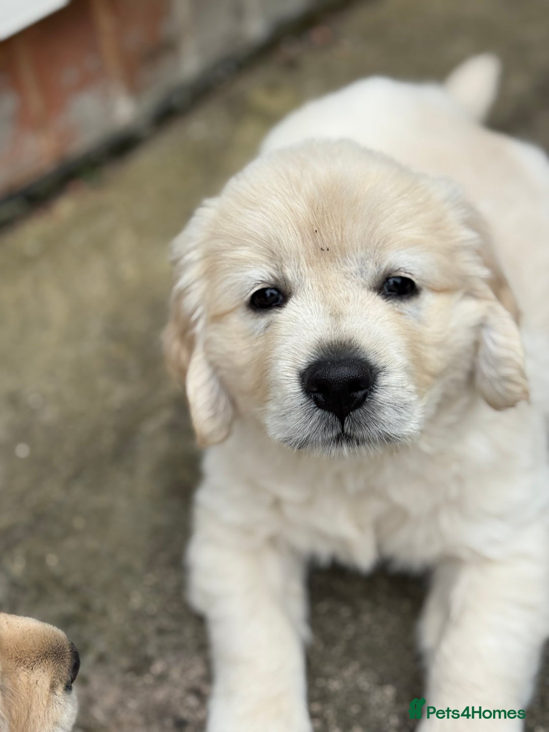 Golden Retriever dogs for sale: Cream beautiful golden retriever  - Image 1
