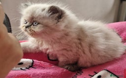 Exotic cats for sale: Colourpoint Exotic Short/Longhairs - Image 5