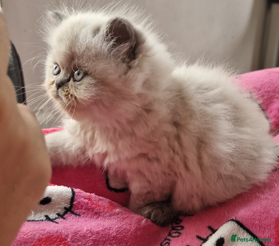 Exotic cats for sale: Colourpoint Exotic Short/Longhairs - Image 5
