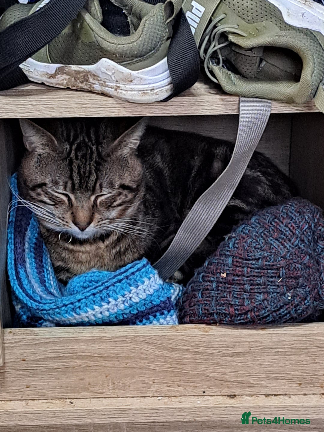 British Shorthair cats for sale: Tabby cat - Advert 1