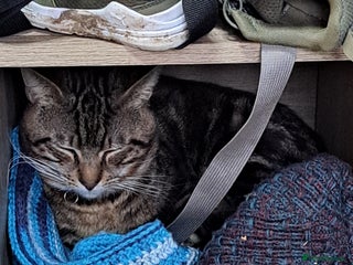 British Shorthair cats Tabby cat - Advert 1