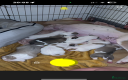 American Bulldog dogs for sale: American bulldogs - Image 21