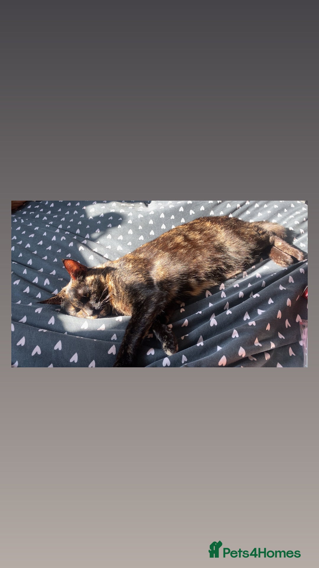 British Shorthair cats for sale: Juno the Tortoiseshell 🫶🏽 - Image 1