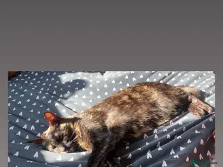 British Shorthair cats Juno the Tortoiseshell 🫶🏽 - Advert 13