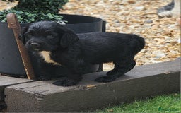 Sprocker dogs for sale: SPROCKER PUPPIES  - Image 11