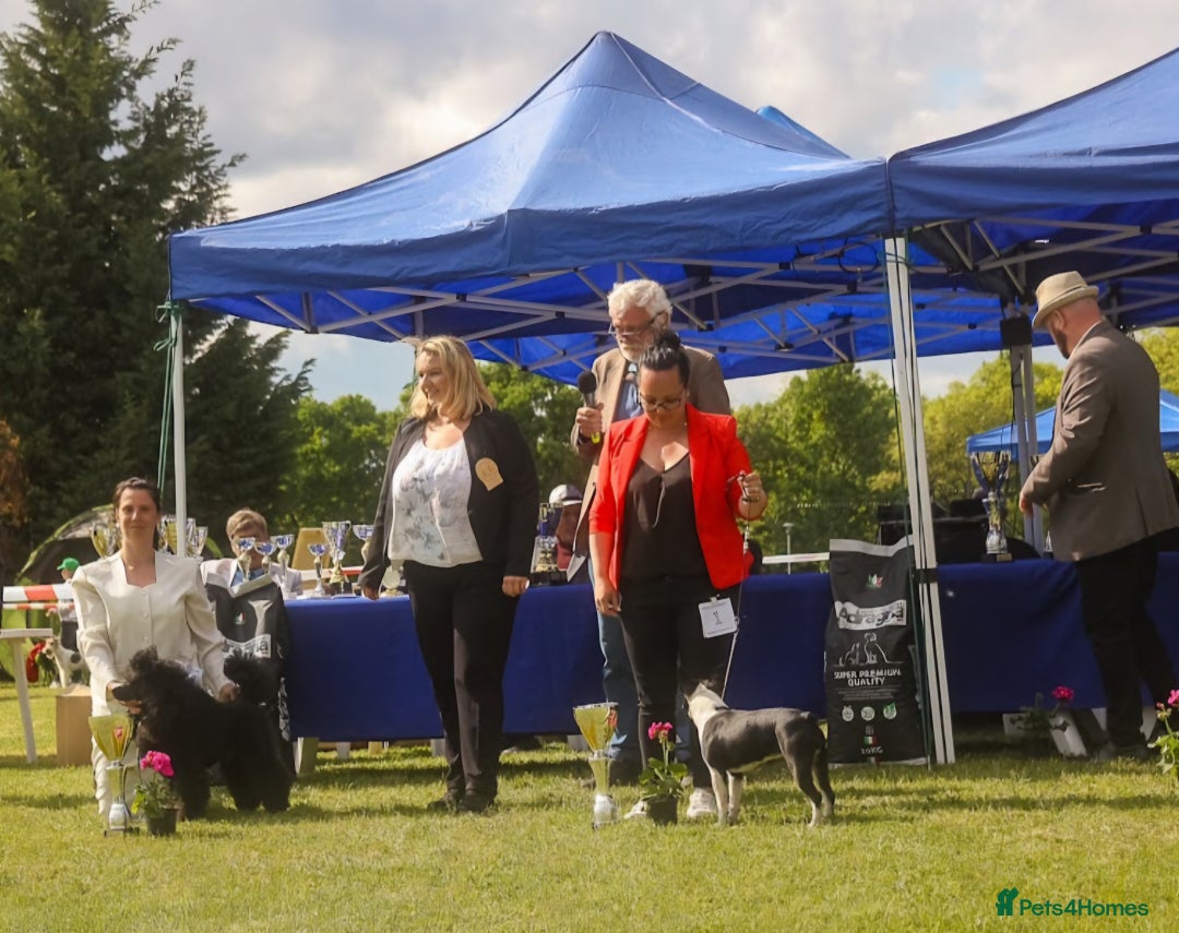 Boston Terrier dogs for sale: Boston terrier puppies - Advert 6