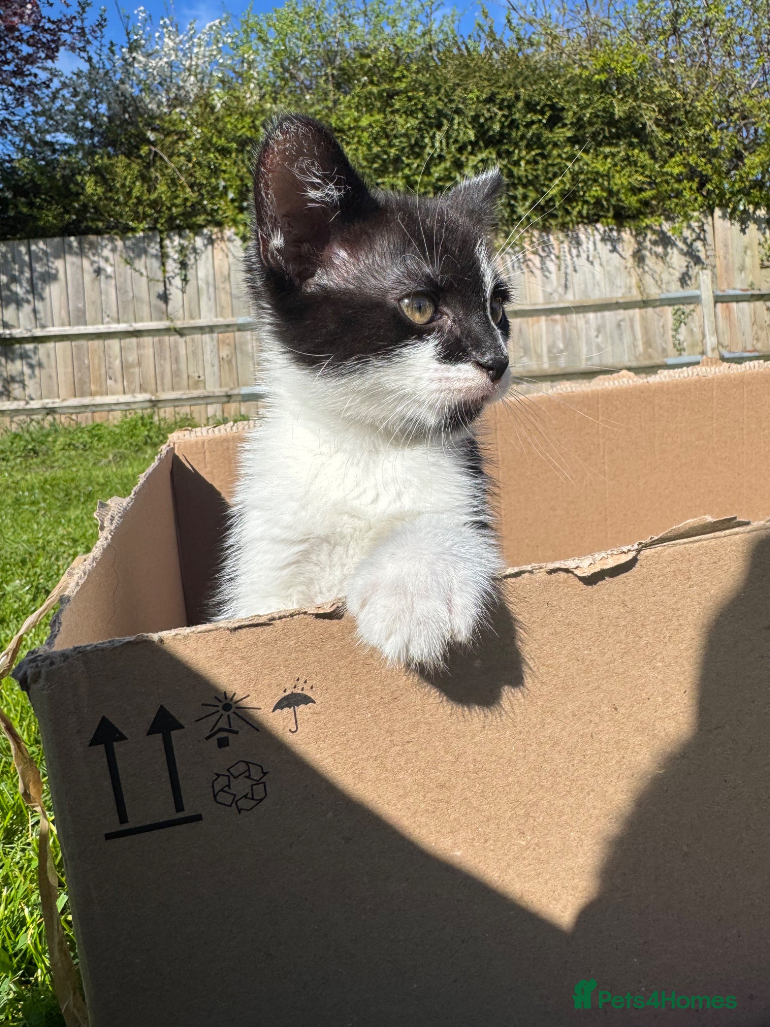 Mixed Breed cats KITTEN FOR SALE - Advert 5