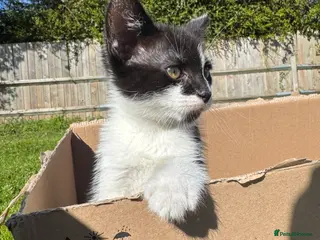 Mixed Breed cats KITTEN FOR SALE - Advert 5