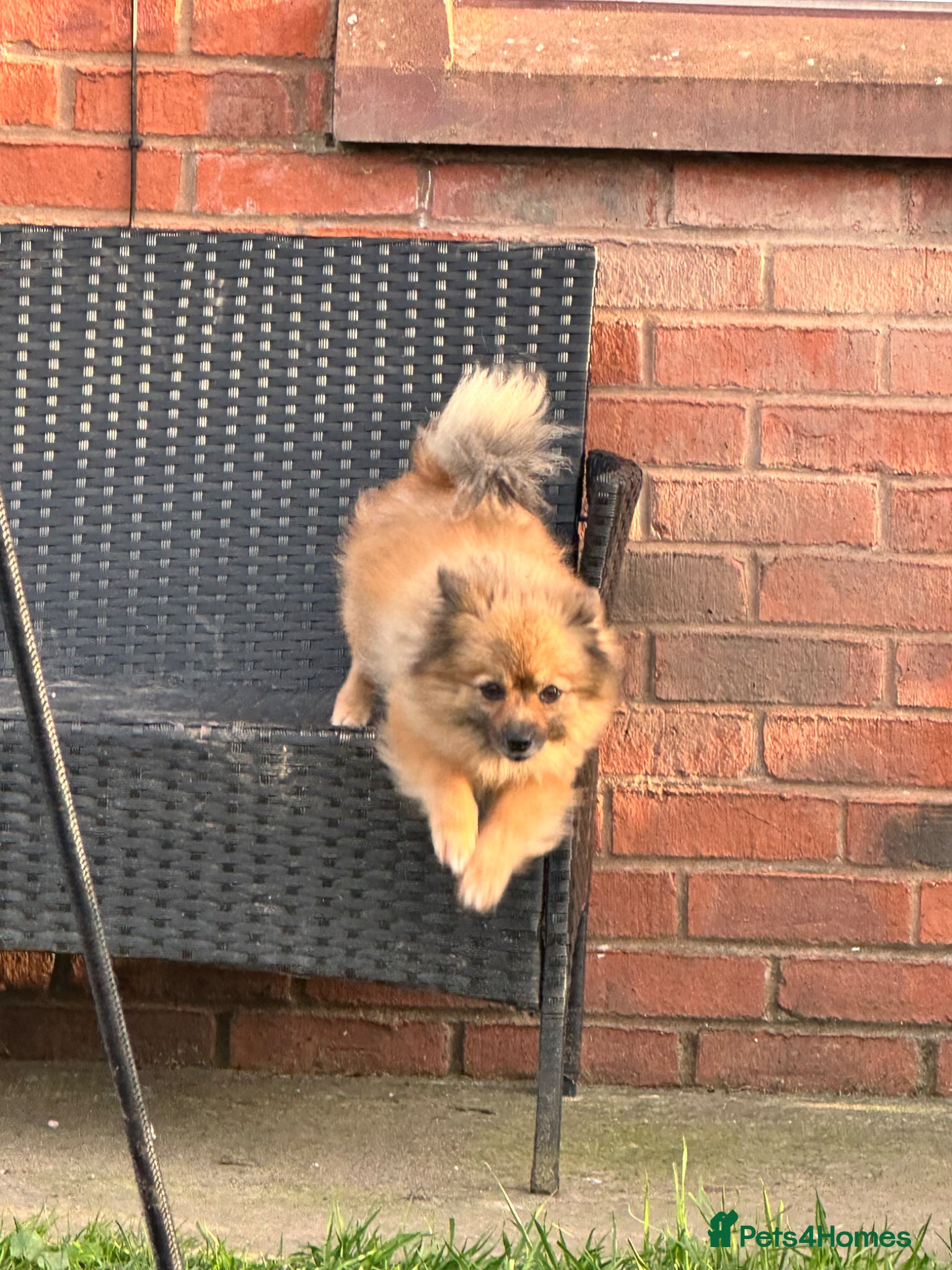 Pomeranian dogs Pomeranian female 2 years old - Advert 15