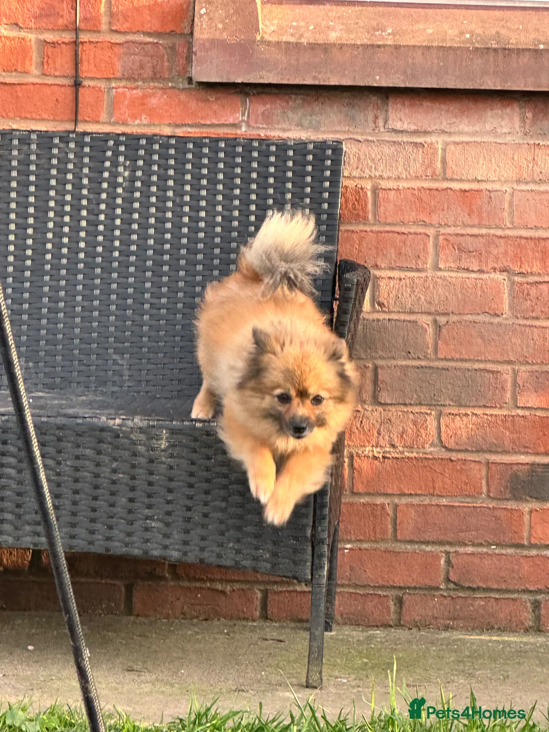 Pomeranian dogs for sale: Pomeranian female 2 years old - Advert 1